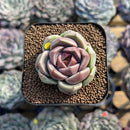 Echeveria 'Glamrin' 1"-2" Succulent Plant Cutting