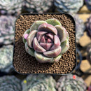 Echeveria 'Glamrin' 1"-2" Succulent Plant Cutting