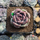 Echeveria 'Glamrin' 1"-2" Succulent Plant Cutting