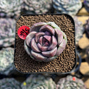 Echeveria 'Glamrin' 1"-2" Succulent Plant Cutting