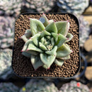 Echeveria Agavoides 'Wrinkle Maria' 2" Succulent Plant Cutting