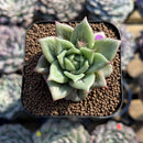Echeveria Agavoides 'Wrinkle Maria' 2" Succulent Plant Cutting