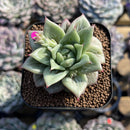 Echeveria Agavoides 'Wrinkle Maria' 2" Succulent Plant Cutting