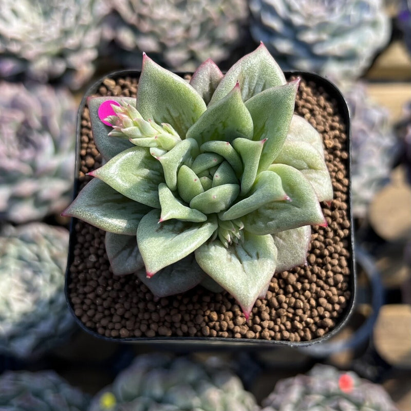 Echeveria Agavoides 'Wrinkle Maria' 2