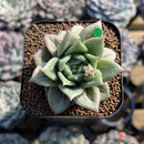 Echeveria Agavoides 'Wrinkle Maria' 2" Succulent Plant Cutting