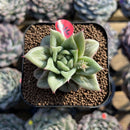 Echeveria Agavoides 'Wrinkle Maria' 2" Succulent Plant Cutting