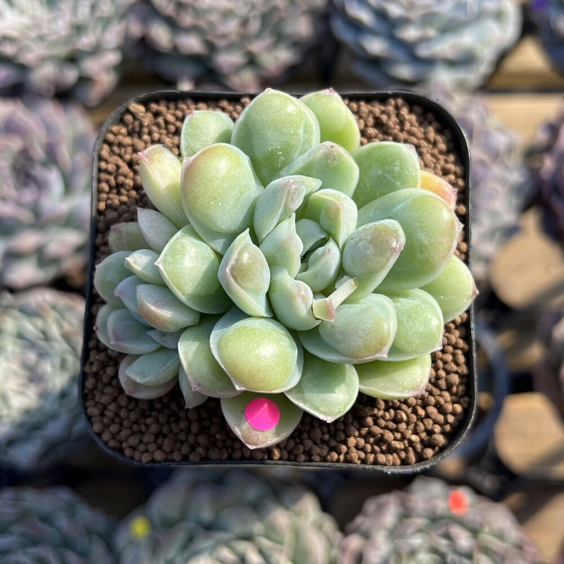 dropin succulent Echeveria 'Albi Drop' 2" Succulent Plant Cutting