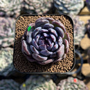 Echeveria 'Gemstone' Type B 2" Succulent Plant Cutting
