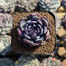 Echeveria 'Gemstone' Type B 2" Succulent Plant Cutting