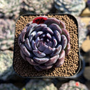 Echeveria 'Gemstone' Type B 2" Succulent Plant Cutting