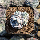 Echeveria 'Heart Emotion' 1" Succulent Plant Cutting