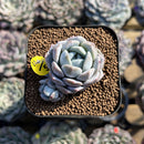 Echeveria 'Heart Emotion' 1" Succulent Plant Cutting