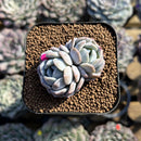 Echeveria 'Heart Emotion' 1" Succulent Plant Cutting