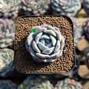 Echeveria 'Heart Emotion' 1" Succulent Plant Cutting