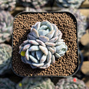 Echeveria 'Heart Emotion' 1" Succulent Plant Cutting