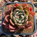Echeveria 'Red Champaign' 4"-5" Succulent Plant Cutting