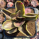 Echeveria 'Fimbriata' Variegated AKA 'Fasciculata' 4"-5" Succulent Plant Cutting