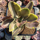 Echeveria 'Fimbriata' Variegated AKA 'Fasciculata' 4"-5" Succulent Plant Cutting