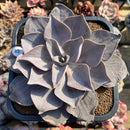 Echeveria Rodolfi 5" Succulent Plant