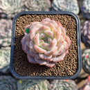Echeveria 'Ice Orange' 2" Succulent Plant Cutting