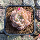 Echeveria 'Ice Orange' 2" Succulent Plant Cutting