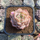 Echeveria 'Ice Orange' 2" Succulent Plant Cutting