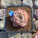 Echeveria 'Ice Orange' 2" Succulent Plant Cutting