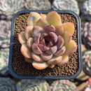 Echeveria 'Mirine' 2" Succulent Plant Cutting