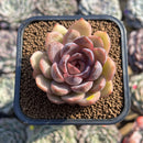 Echeveria 'Mirine' 2" Succulent Plant Cutting
