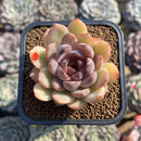 Echeveria 'Mirine' 2" Succulent Plant Cutting