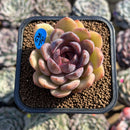 Echeveria 'Mirine' 2" Succulent Plant Cutting