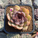 Echeveria 'Mirine' 2" Succulent Plant Cutting
