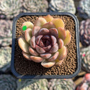 Echeveria 'Mirine' 2" Succulent Plant Cutting
