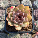 Echeveria 'Mirine' 2" Succulent Plant Cutting