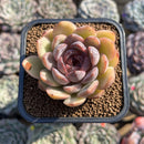 Echeveria 'Mirine' 2" Succulent Plant Cutting