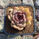 Echeveria 'Mirine' 2" Succulent Plant Cutting