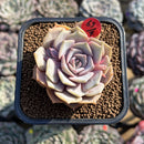 Echeveria 'Pastel Leon' 2" Succulent Plant Cutting