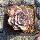 Echeveria 'Pastel Leon' 2" Succulent Plant Cutting