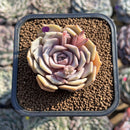 Echeveria 'Pastel Leon' 2" Succulent Plant Cutting