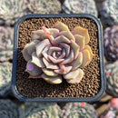 Echeveria 'Pastel Leon' 2" Succulent Plant Cutting