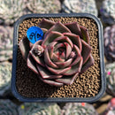 Echeveria 'Biella Jelly' Short-Leaf 2" Succulent Plant Cutting