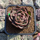 Echeveria 'Biella Jelly' Short-Leaf 2" Succulent Plant Cutting