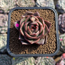 Echeveria 'Biella Jelly' Short-Leaf 2" Succulent Plant Cutting