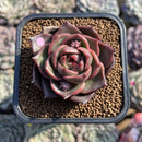 Echeveria 'Biella Jelly' Short-Leaf 2" Succulent Plant Cutting