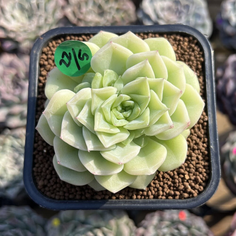 ꕤ多肉植物ꕤ エケベリア ꕤ white swan 2苗 Echeveria 'White Swan' 2