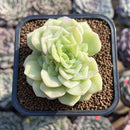 Echeveria 'White Swan' 2" Succulent Plant Cutting