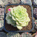 Echeveria 'White Swan' 2" Succulent Plant Cutting