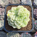 Echeveria 'White Swan' 2" Succulent Plant Cutting