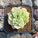 Echeveria 'White Swan' 2" Succulent Plant Cutting