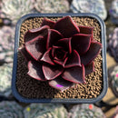 Echeveria 'Kauai' 2" Succulent Plant Cutting